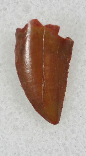 Small Raptor Tooth From Morocco - #26054